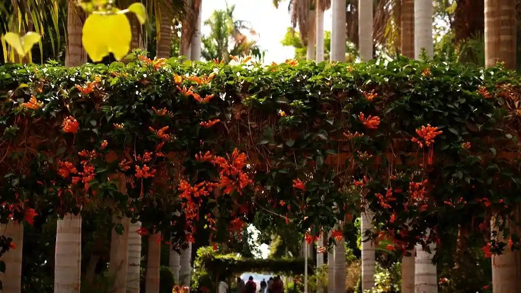 Botanical Gardens Aswan Egypt Travel Booking Visit